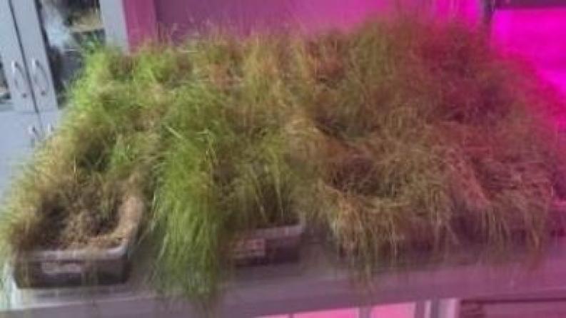 AP19576993 &mdash; Гипераккумуляторлық өсімдіктер мен микоризиялар есебінен ашық тау-кен жұмыстарын жүргізу кезінде бұзылған жерлерді рекультивациялау процесін қарқындату