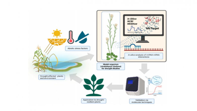 BR24993218 &mdash; Development of innovative methods for solving the problems of desertification and soil degradation in the Caspian region