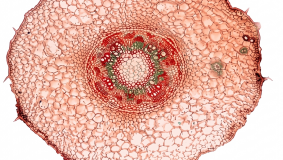 BR24993105 &mdash; Аграрлық өнімдер мен технологияларды әзірлеу және коммерцияландыруға арналған биотехнологиялық R&D орталығын құру