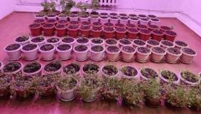 AP08957443 &ndash; Алматы қаласындағы ауыр металдармен ластанған топырақтарды фиторемедиациялау үшін гипераккумуляторлы өсімдіктерді таңдаудың ғылыми негіздемесі