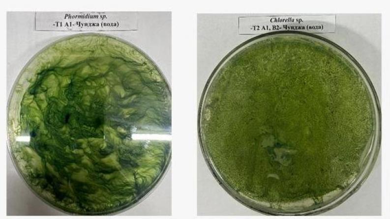 AP26194471 &ndash; Metagenomic and metatranscriptomic studies of extreme ecosystems to explore the unique metabolic capabilities of microorganisms in green biofuel technologies